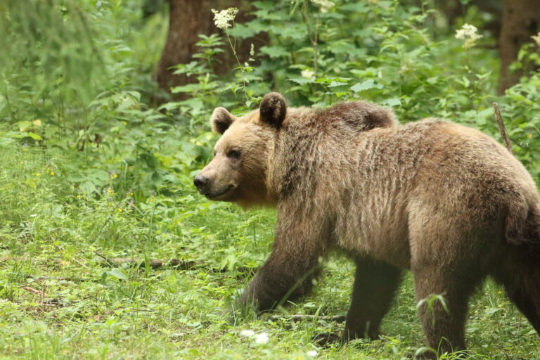 European Brown Bear in Estonia
