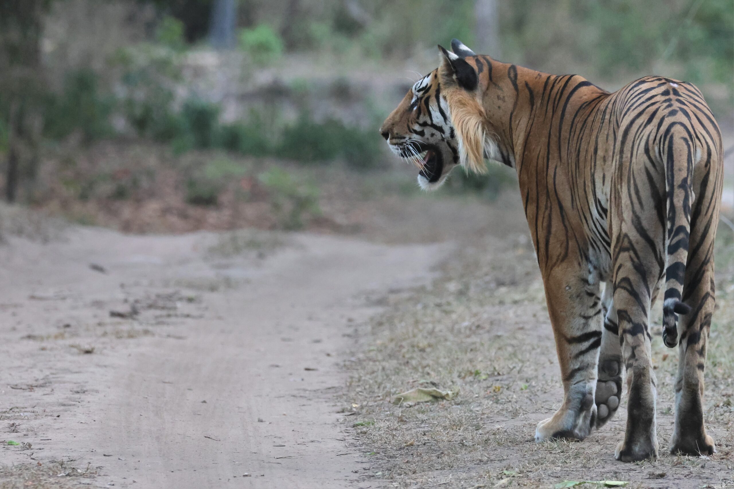 Call Of The Jungle Kanha And Pench - With Wildlife Dreams