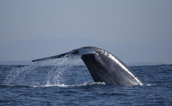 Blue Whale Safari in Sri Lanka