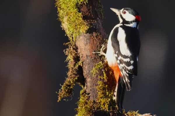 Estonia Woodpecker Hide - Image 2