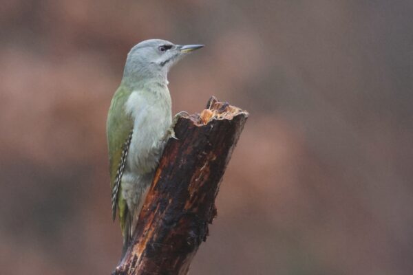 Estonia Woodpecker Hide