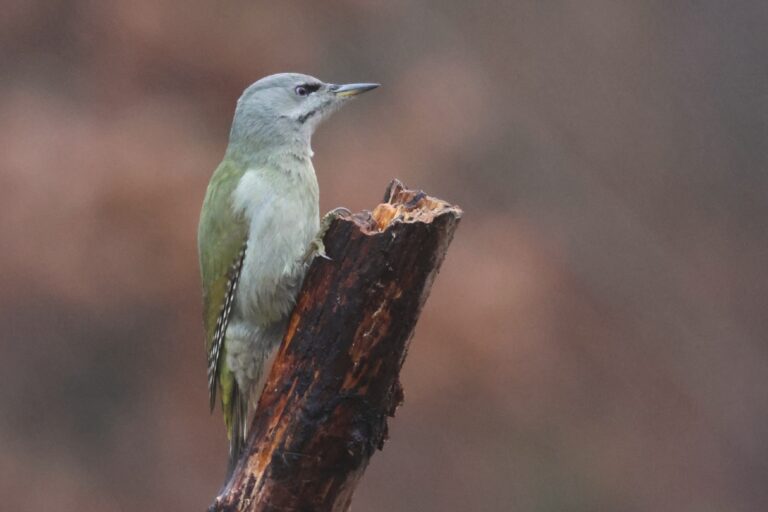 grey headed woodpecker main hide