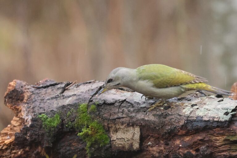 grey headed woodpecker on log 23 dec