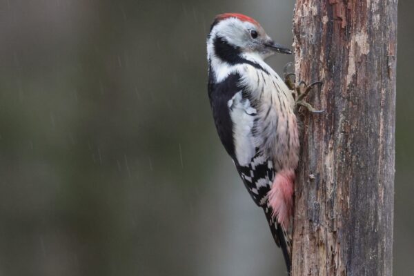 Estonia Woodpecker Hide - Image 3