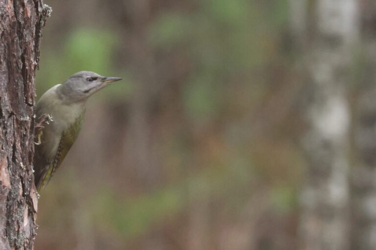 grey headed woodpecker on pine tree