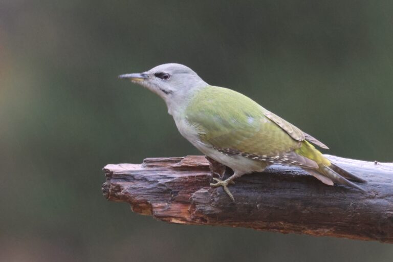 grey headed woodpecker raptor branch