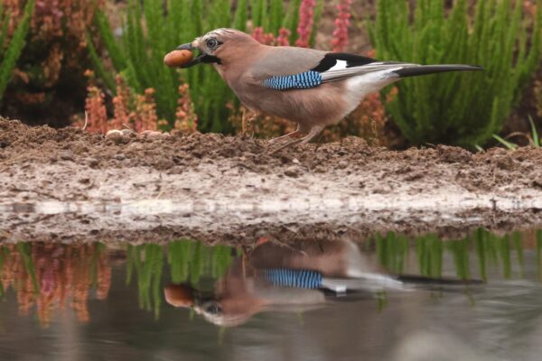 Reflection pool hide - Image 2