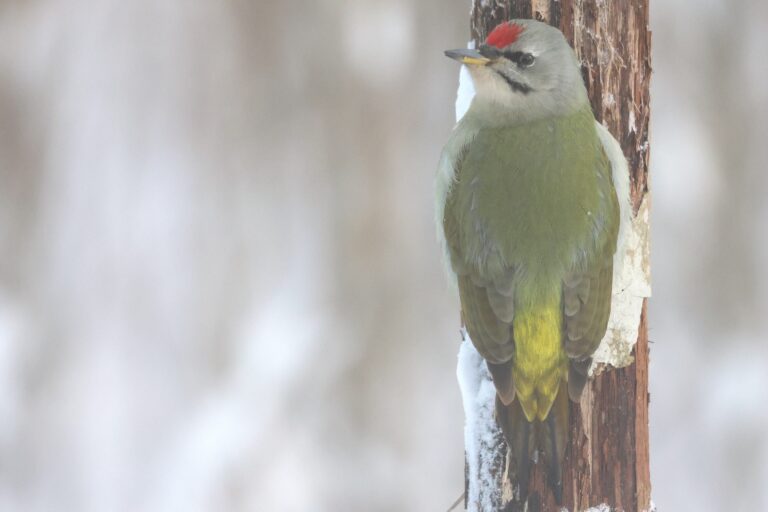 main head grey headed woodpecker male