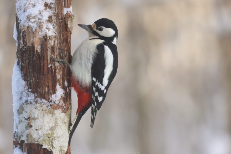 Great spotted woodpecker from the main hide