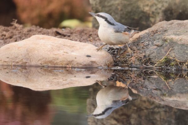 Waterfall Hide