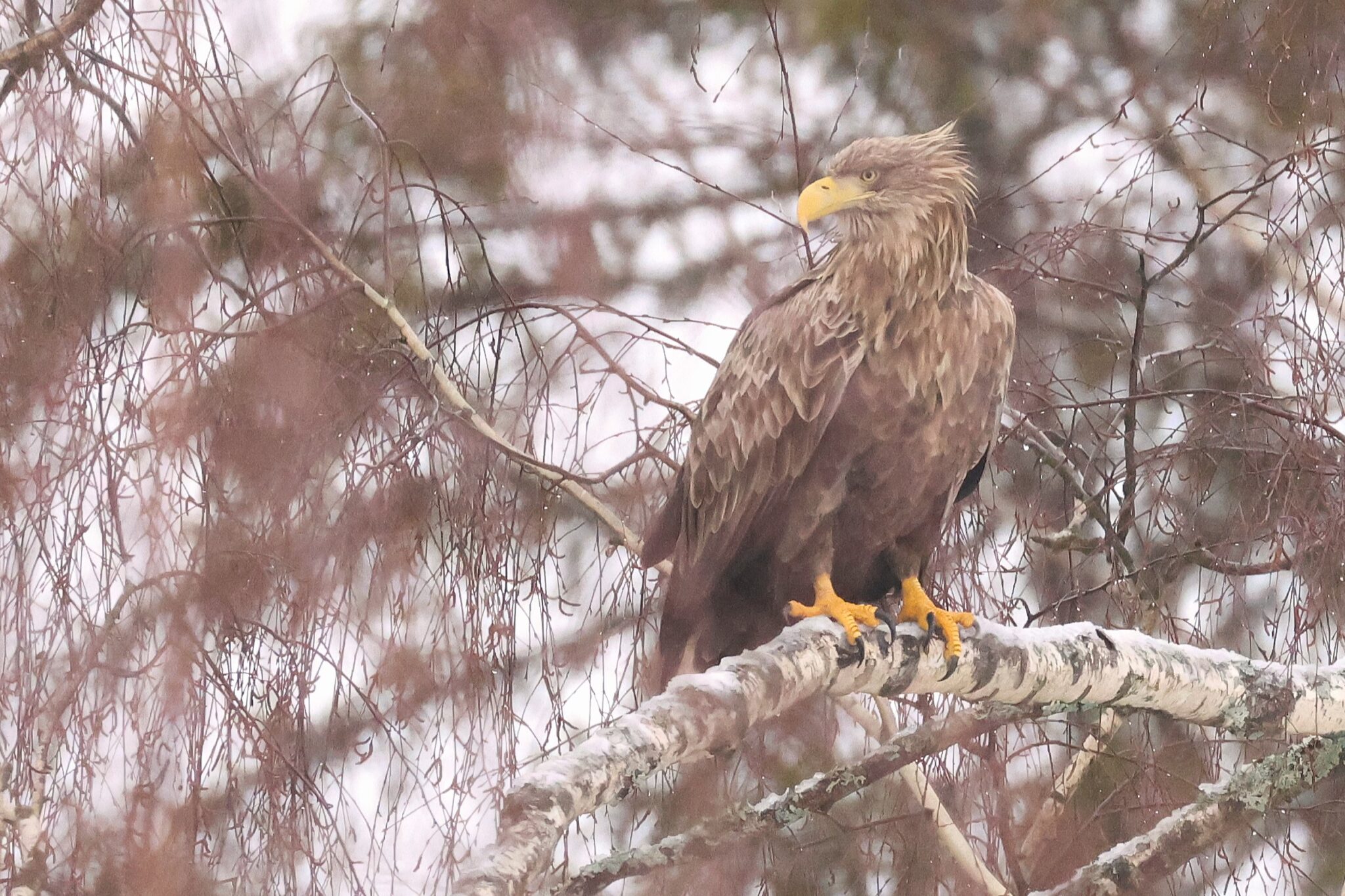 White tailed eagle looking right