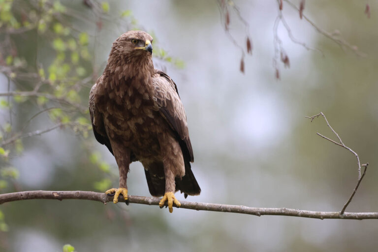 Lesser Spotted Eagle