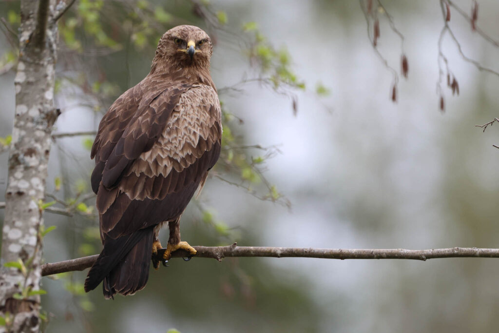 Lesser Spotted Eagle