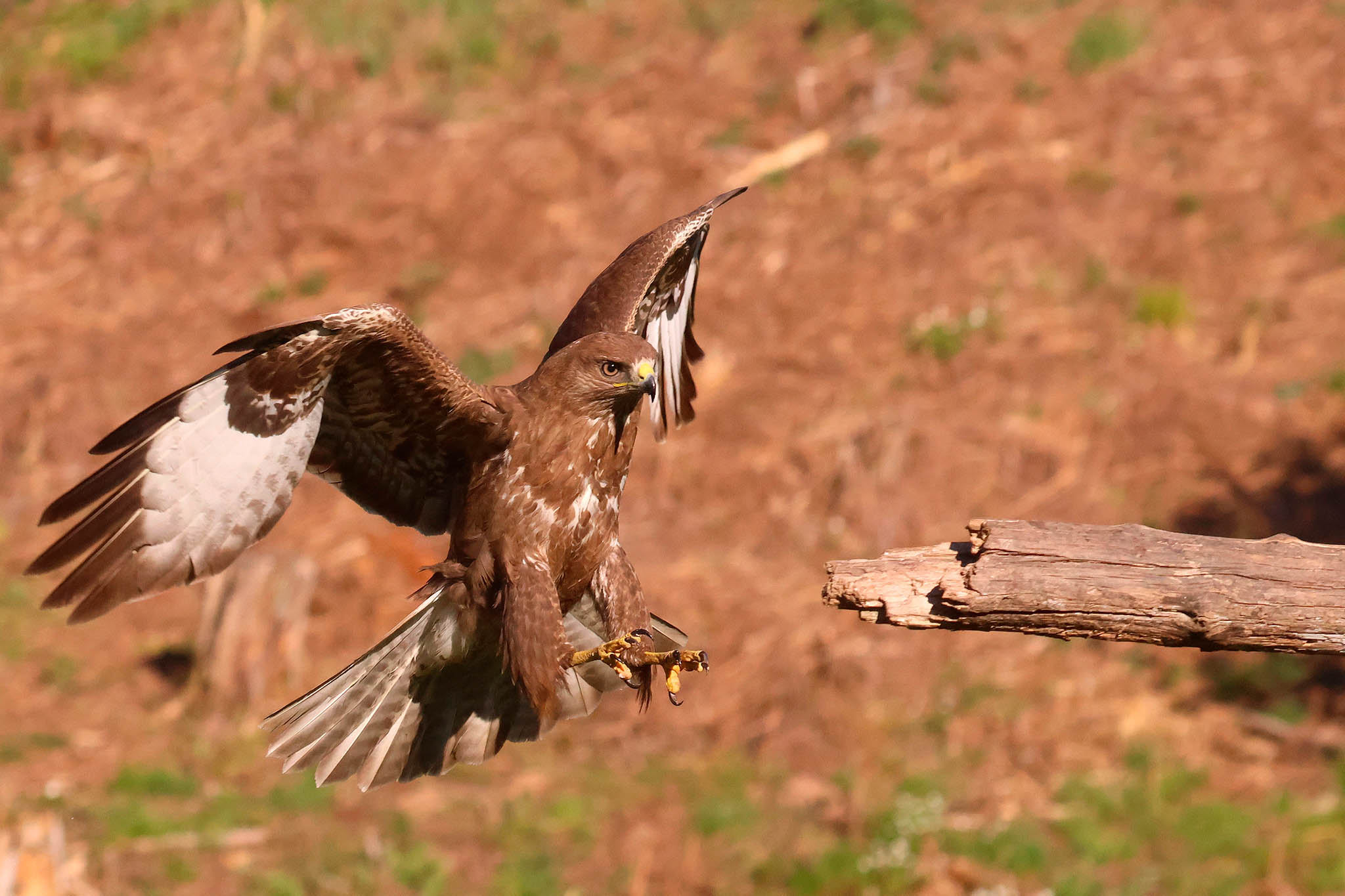 Buzzard landing on long post