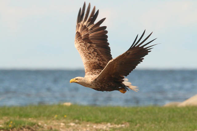 Eagle - White-Tailed