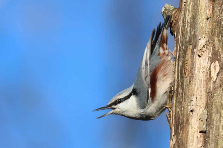 Nuthatch Territory Calling