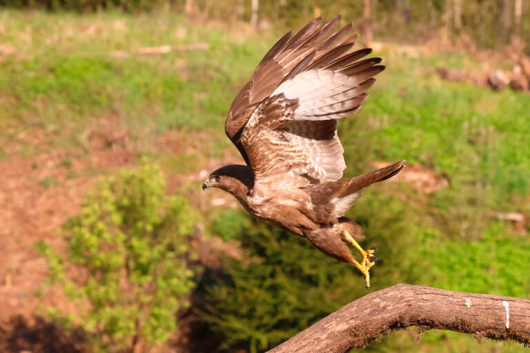 buzzard taking off