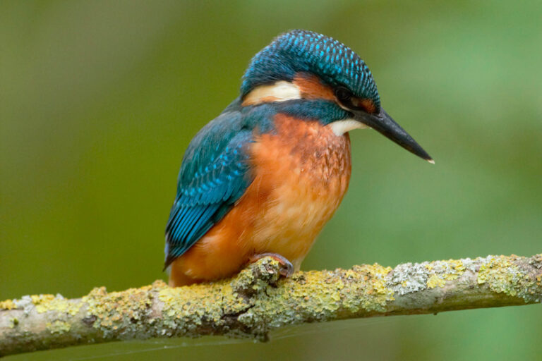 kingfisher