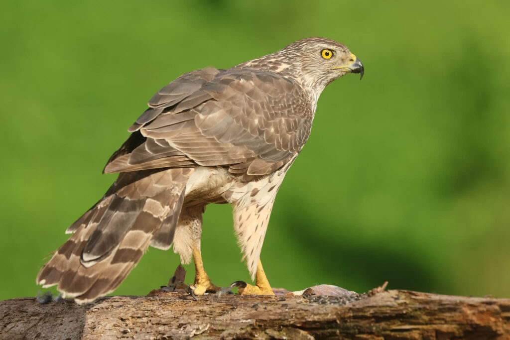 Goshawk in summer