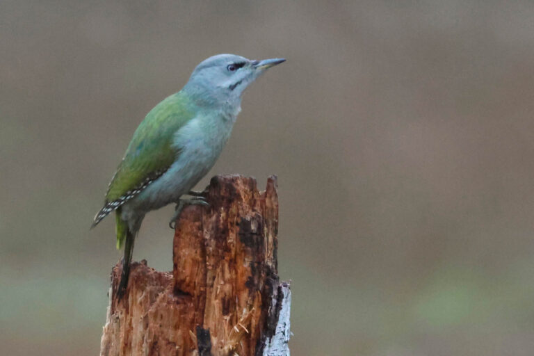 grey headed woodpecker on stump