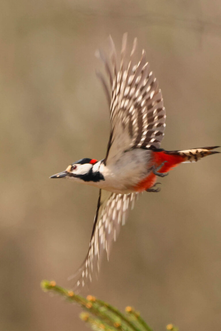 woodpecker in flight