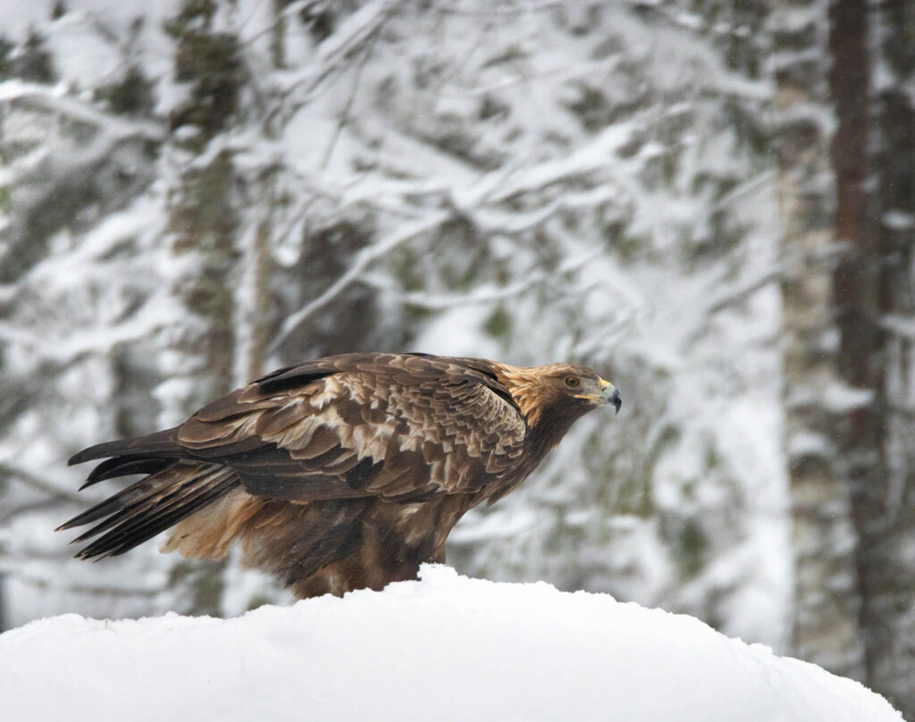 Eagle in winter in Estonia
