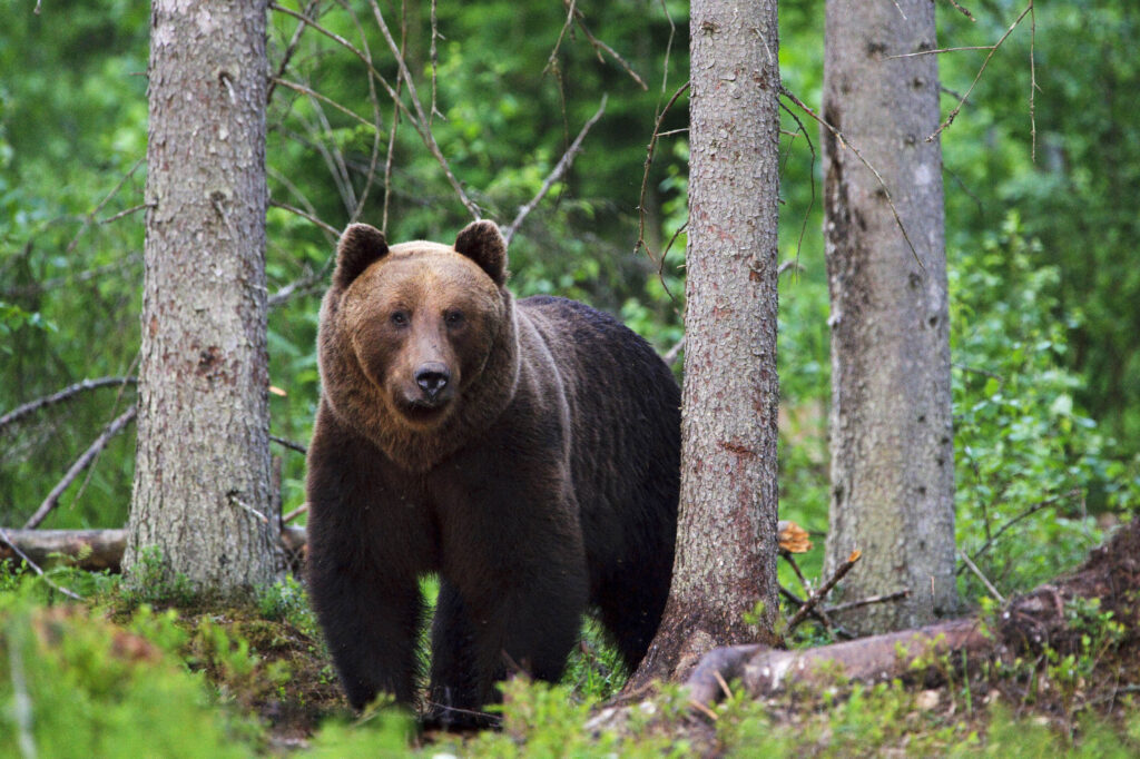 Brown Bear in Estonia