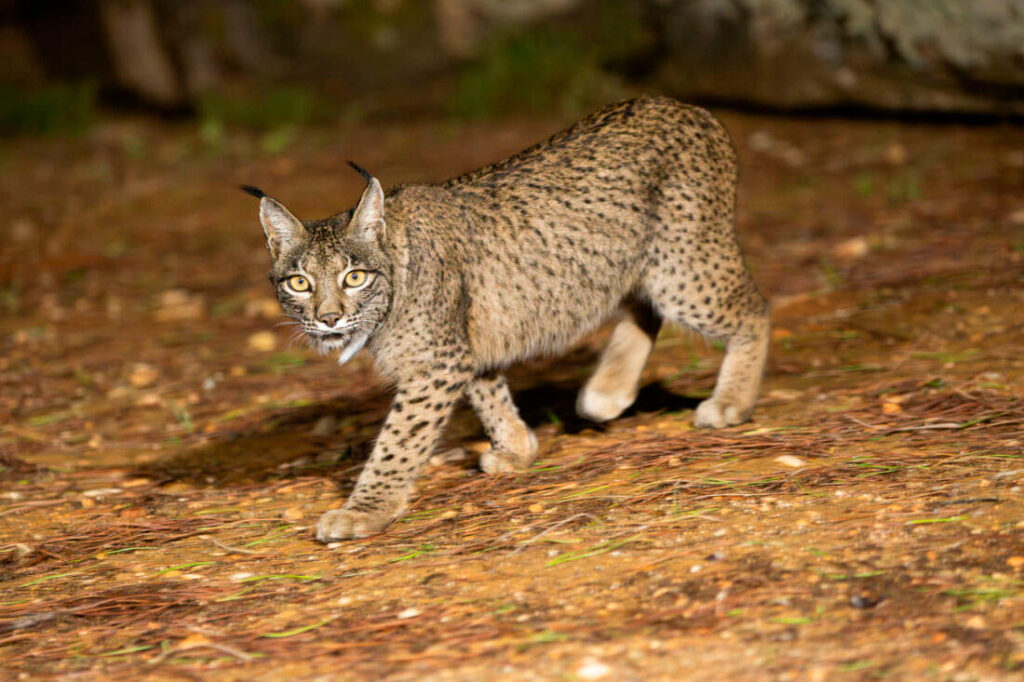 Iberian Lynx, photo taken from a dedicated lynx photography hide in Spain.