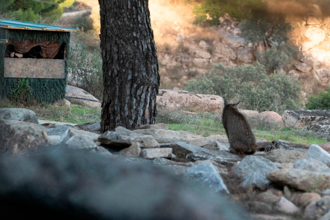Iberian Lynx, photo taken from a dedicated lynx photography hide in Spain.