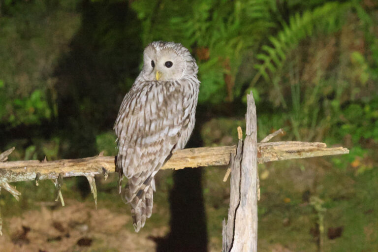Ural Owl photographed from our wildlife hide in Estonia