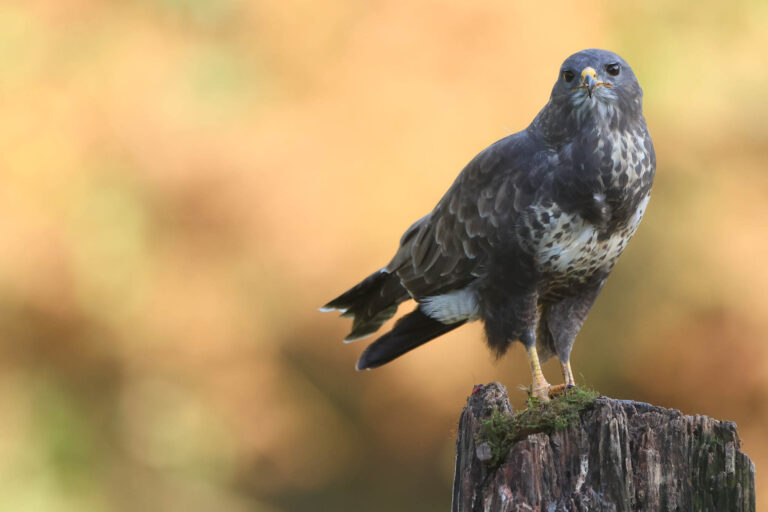 Sparrowhawk in Autumn taken at Wildlife Dreams hide in Estonia.