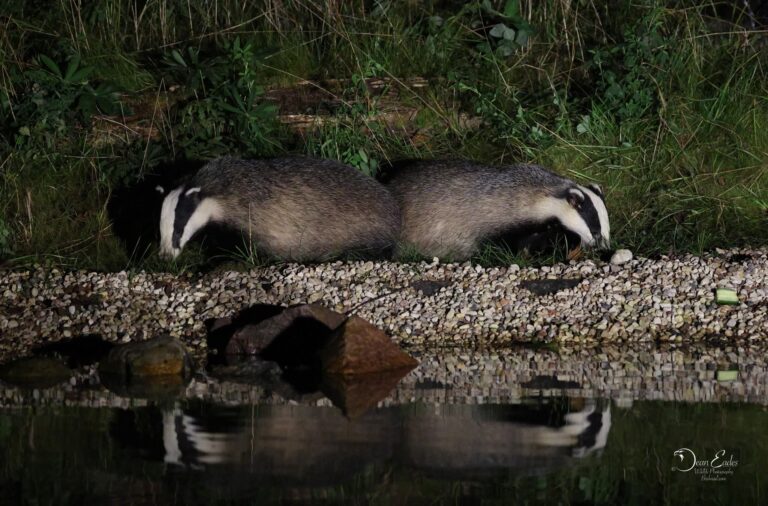 Badgers photographed at our wildlife hide in Estonia by Dean Eades