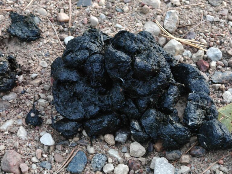 Bear poo near our wildlife photographic hide in Estonia.