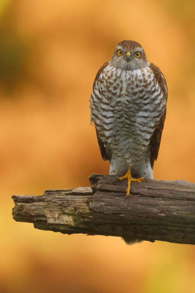 Sparrowhawk in Autumn taken at Wildlife Dreams hide in Estonia