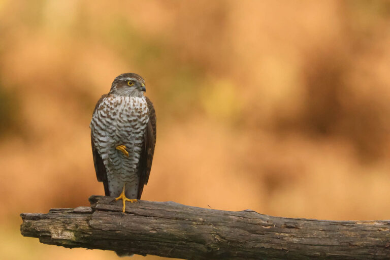 Sparrowhawk
