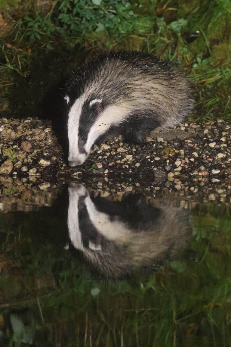 Badger