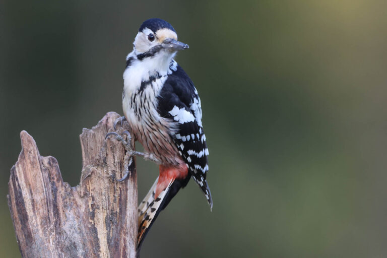 white backed woodpecker