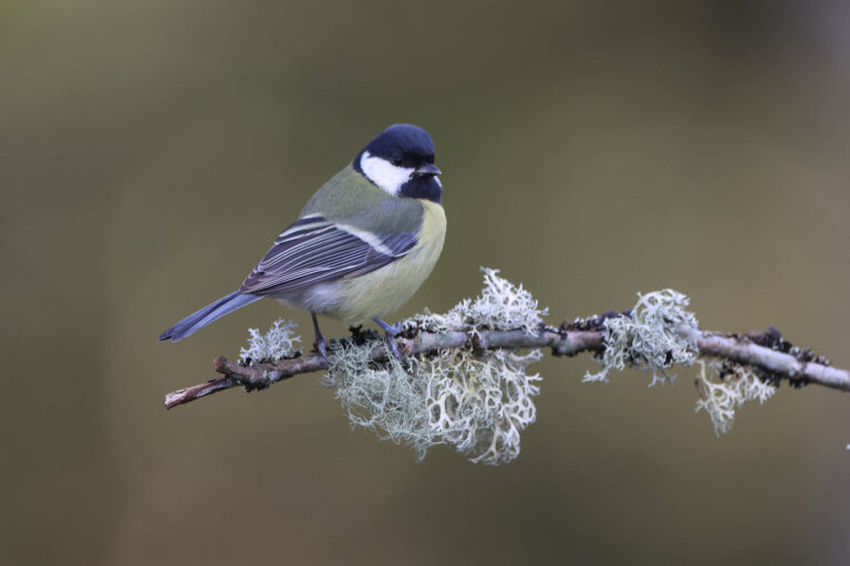 great tit