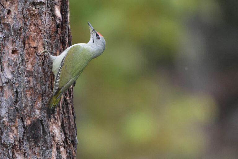 grey headed woodpecker