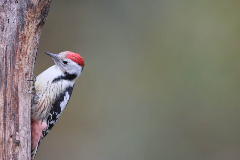 middle spot woodpecker