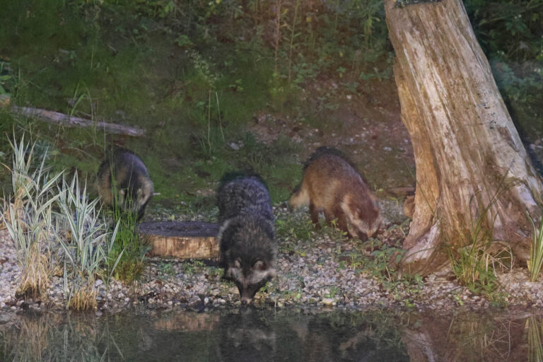 Racoon dogs photographed from our wildlife hide in Estonia