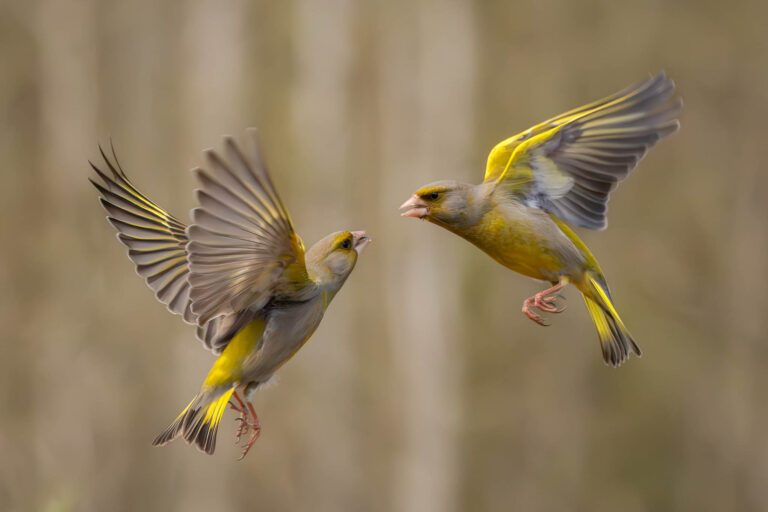 Two greenfinches fight in mid-air in a forest. They have green, yellow and grey plumage, black eyes and pale brown beaks. Photo by Nick Dale.