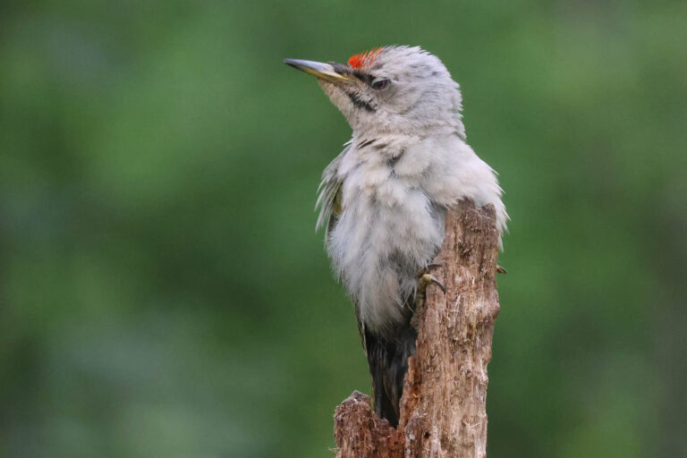 Grey headed woodpecker chicken photographed from our hide in Estonia
