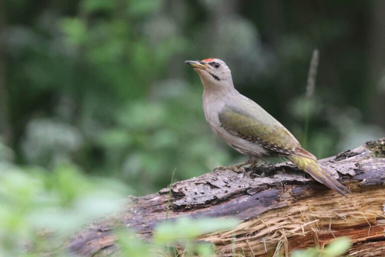 Grey headed woodpecker photographed from our hide in Estonia