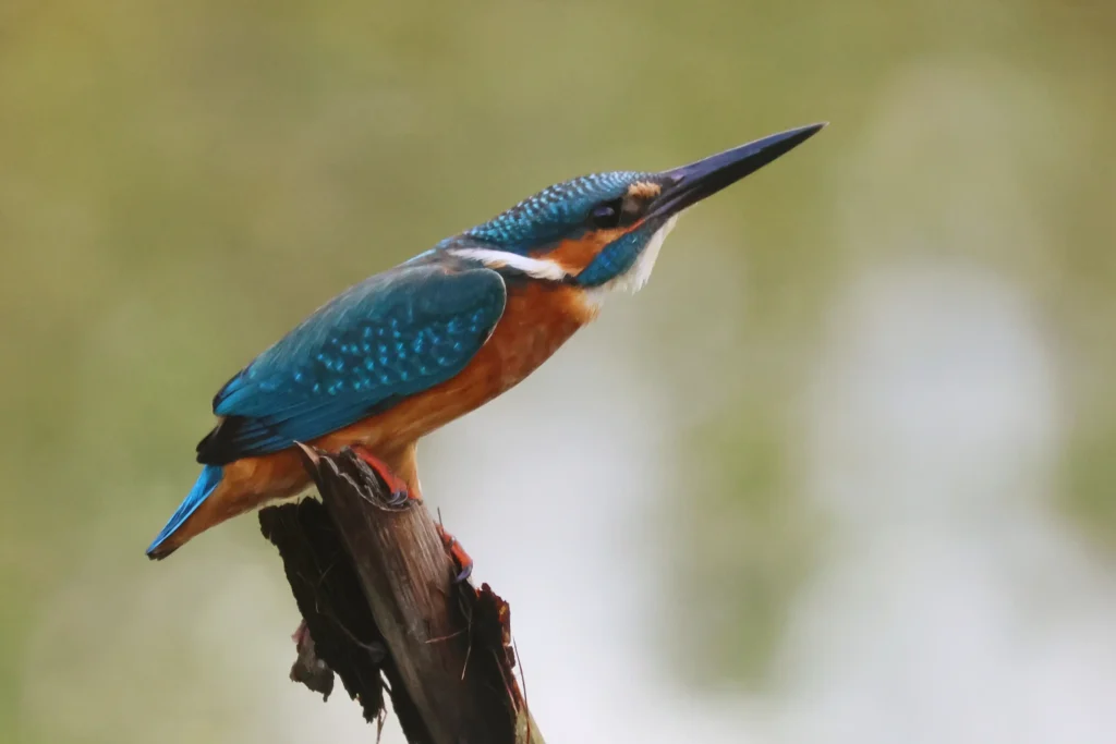 Kingfisher