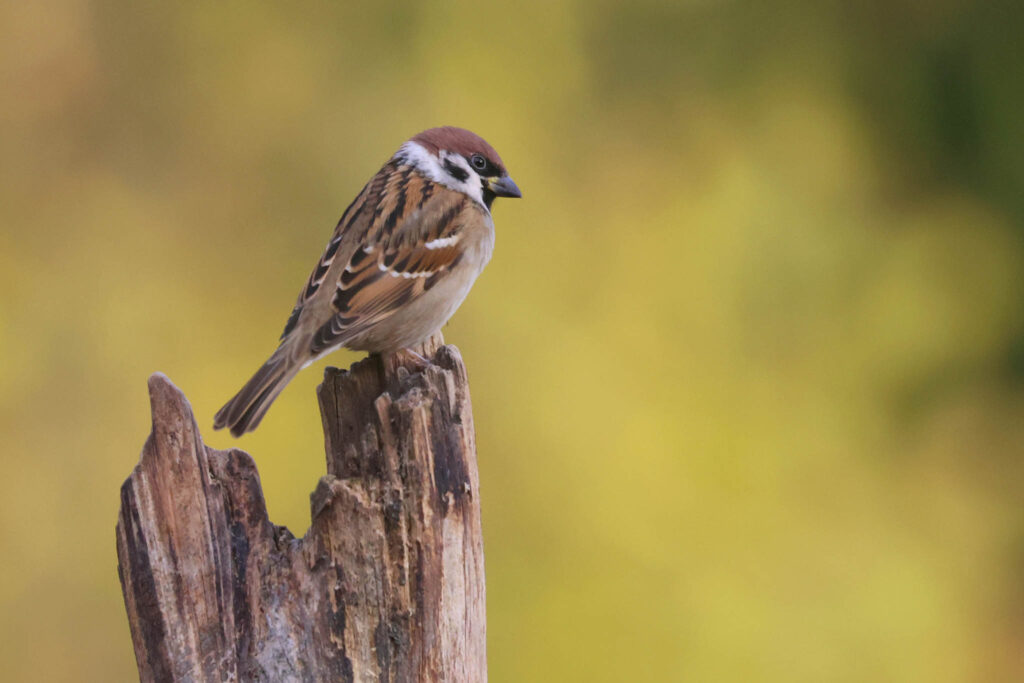 tree sparrow photographed at our wildlife hide in Estonia