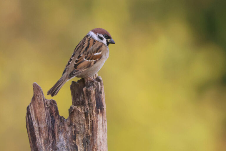 tree sparrow photographed at our wildlife hide in Estonia