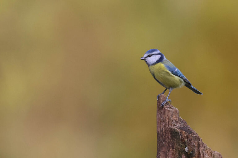 blue tit