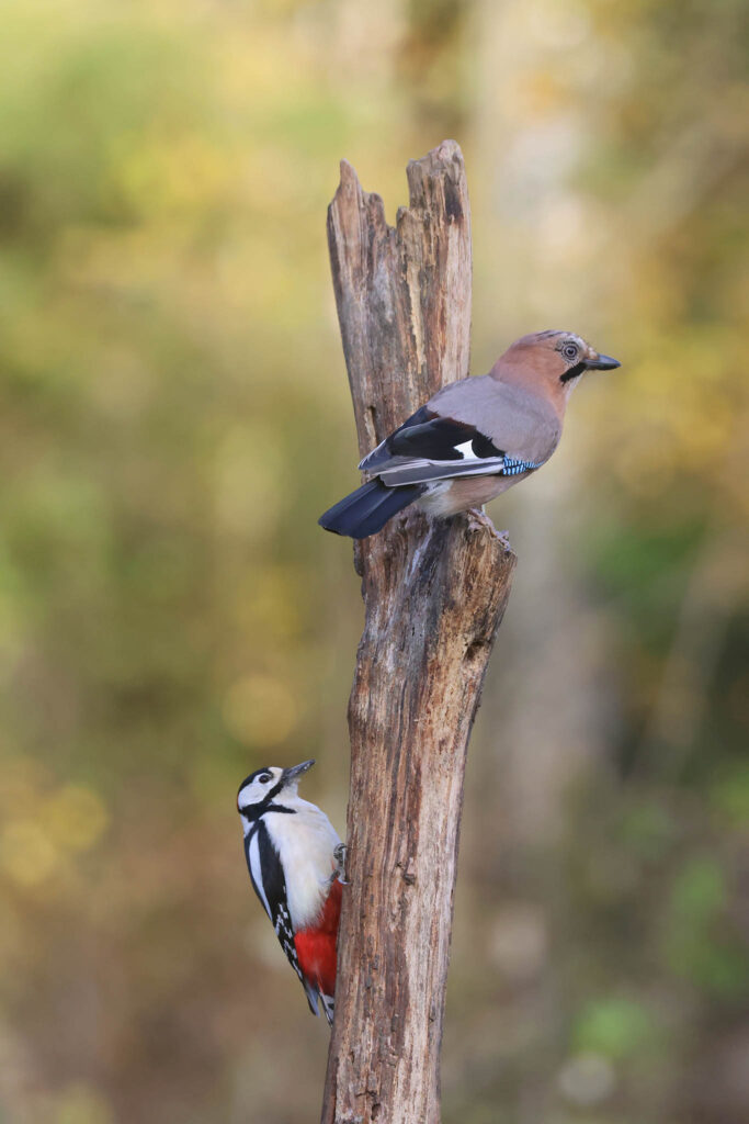 great spotted woodpecker and Jay photographed at our wildlife hide in Estonia