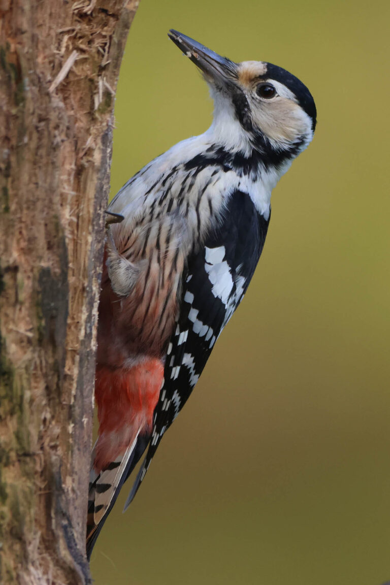 white backed woodpecker